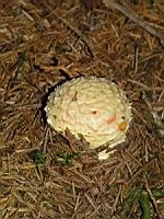 Amanite tue-mouches - Amanita muscaria (06)